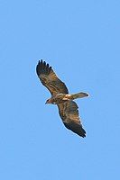 Whistling Kite