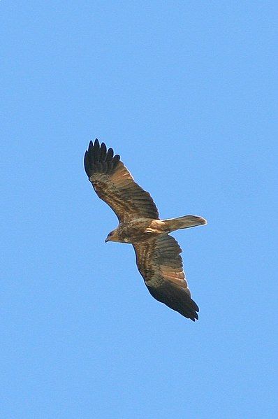 File:Whistling Kite.JPG