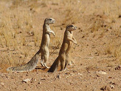 Cape ground squirrels, by Hans Hillewaert