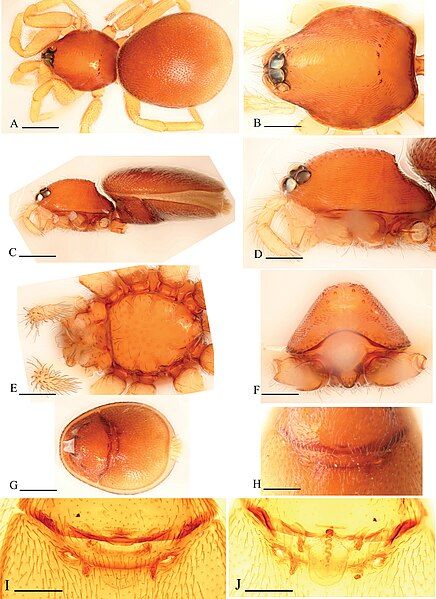 File:Xestaspis shoushanensis female.jpg