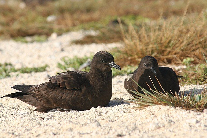 File:Xmas shearwaters roosting.jpg