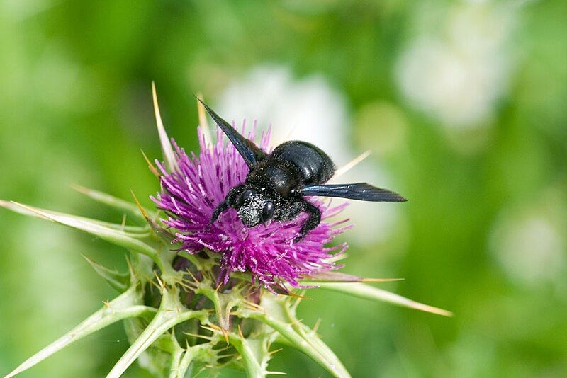 File:Xylocopa violacea02.jpg