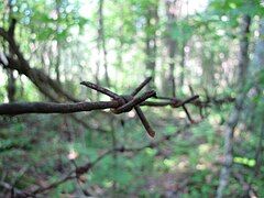 Barbed wire fense leftovers