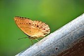 A butterfly near Heo Narok Fall, Khao Yai National Park