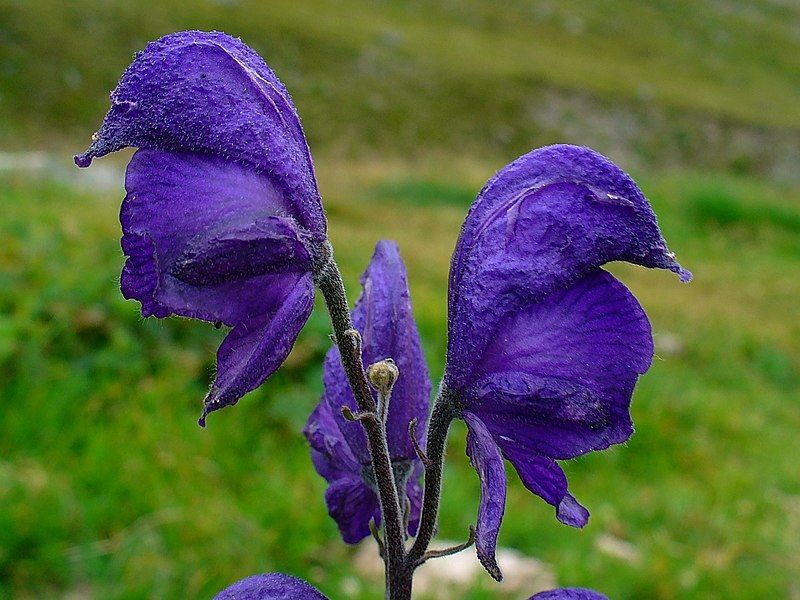 File:Aconitum napellus 004.JPG