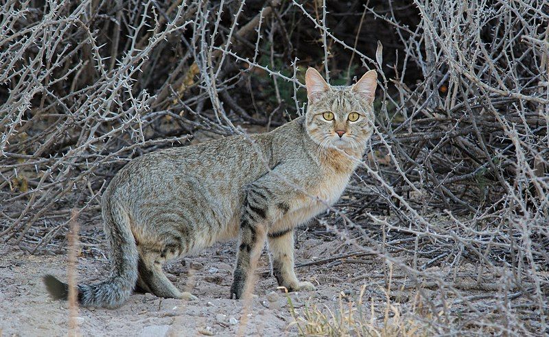 File:African wild cat.jpg