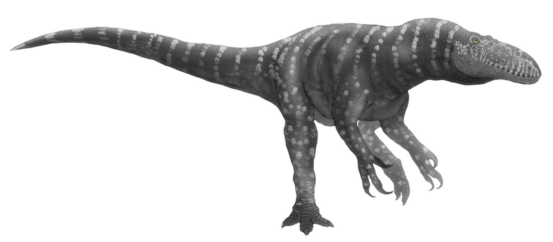 File:Afrovenator reconstruction.png