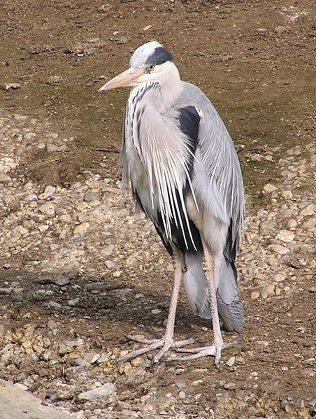 File:Ardea cinerea.jpg