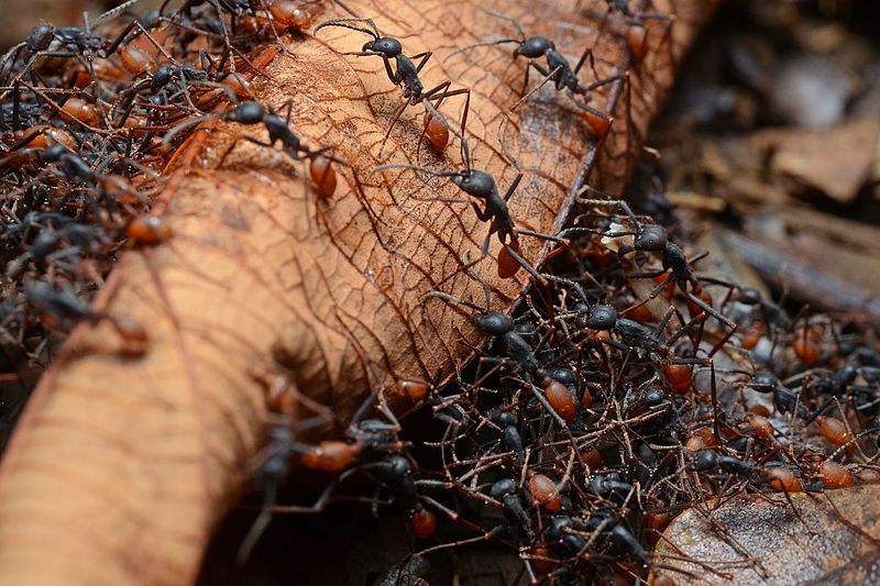 File:Army ants.jpg