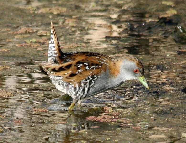 File:Baillon's crake.jpg