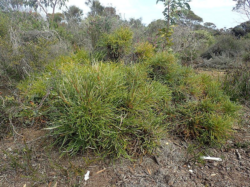 File:Banksia tenuis habit.jpg