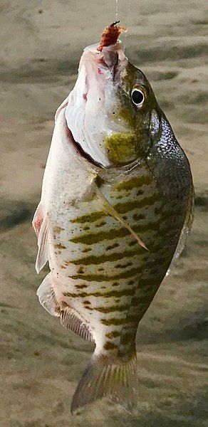 File:Barred Surfperch.jpg