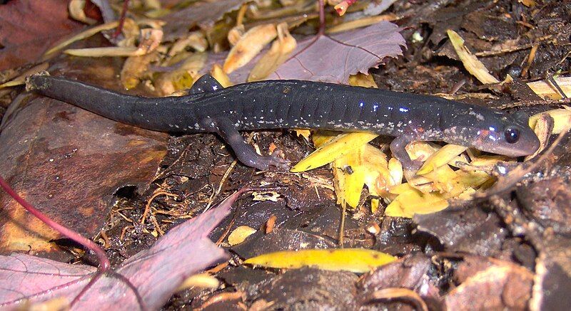 File:Baxter-creek-salamander-gsmnp1.jpg