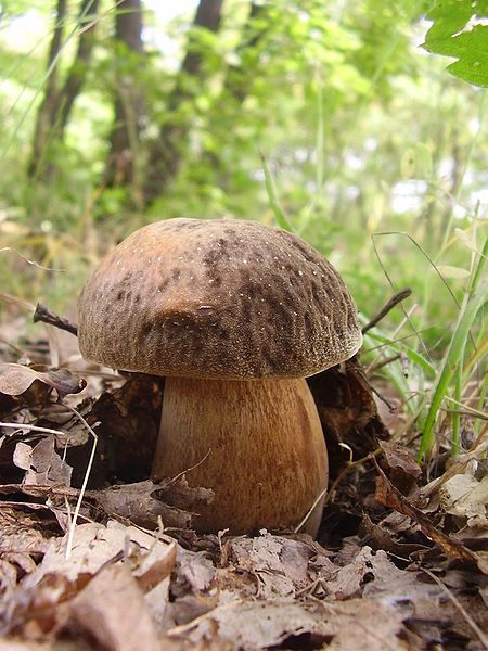 File:Boletus aereusBG.JPG