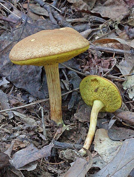 File:Boletus illudens 261343.jpg