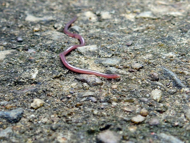 File:BrahminyBlindSnake-PannipitiyaSrilanka - July2017.jpg