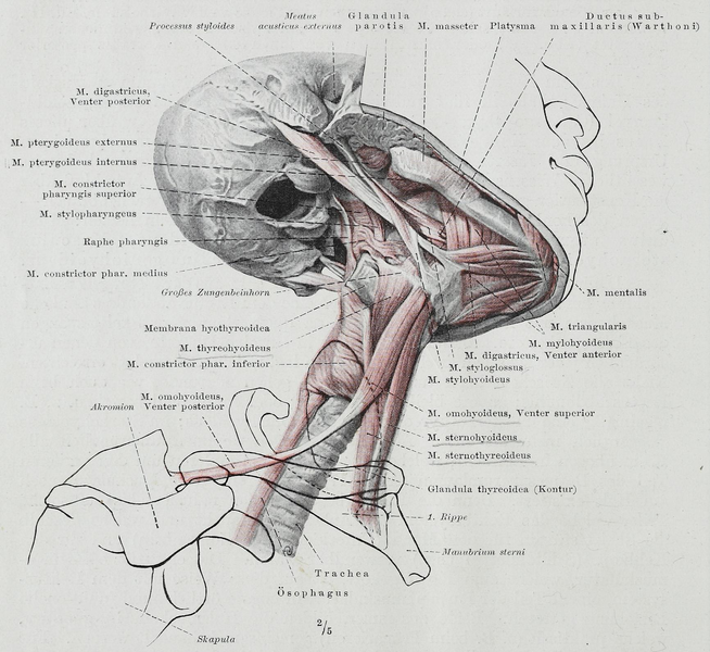 File:Braus 1921 113.png