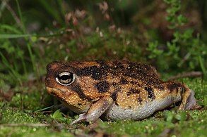 Side View of Breviceps namaquensis