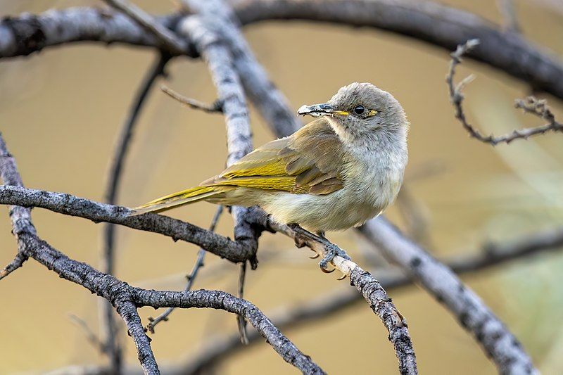 File:Brown Honeyeater 0A2A0529.jpg