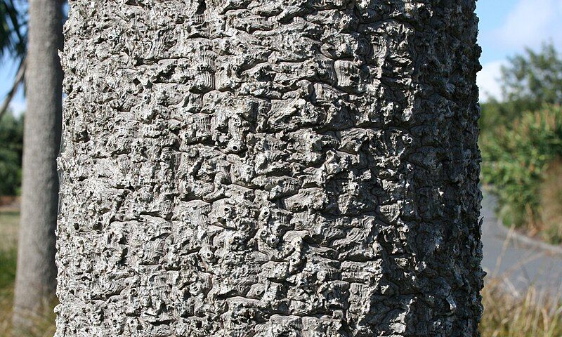 File:Cabbagetreebark2.jpg