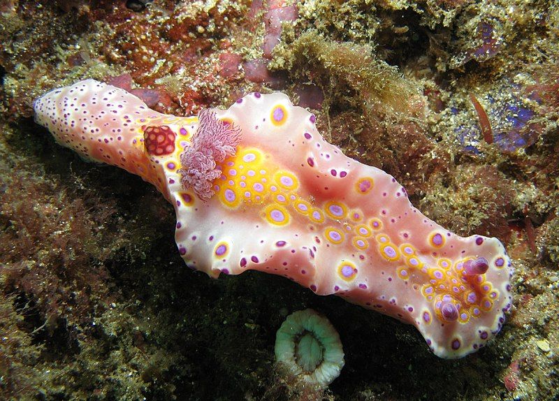 File:Ceratosoma brevicaudatum 4.jpg