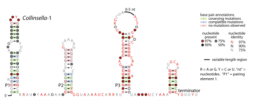 File:Collinsella-1-RNA.svg