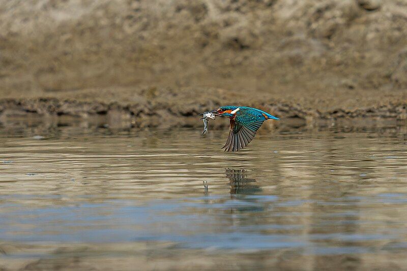 File:Common Kingfisher 2081.jpg