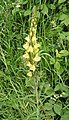 Common toadflax (Linaria vulgaris)