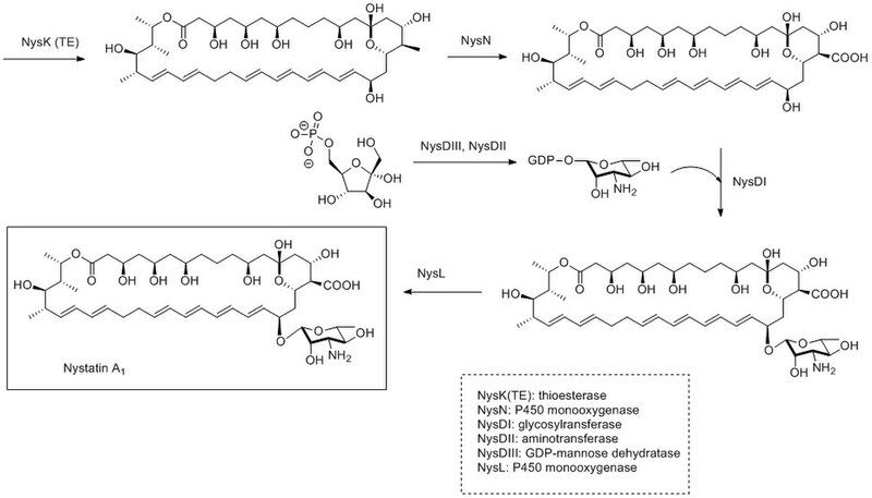 File:Completed nystatin biosynthesis.jpg