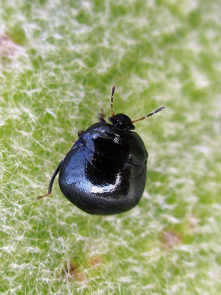 File:Coptosoma scutellatum.jpg