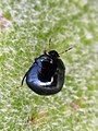 Coptosoma scutellatum in Europe