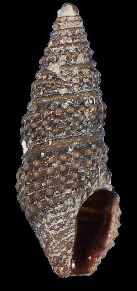 File:Crassispira nigrescens 001.jpg