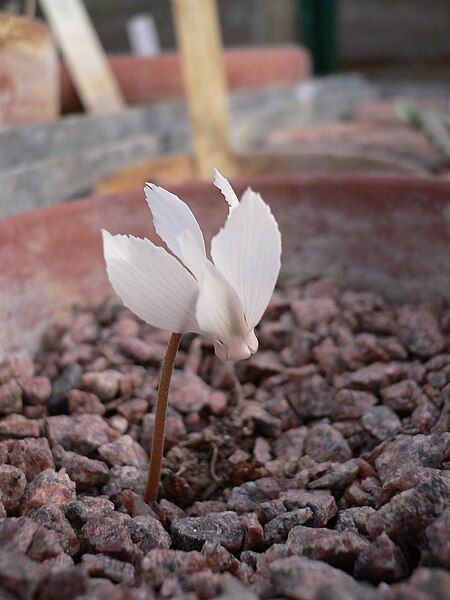 File:Cyclamen mirabile02.jpg