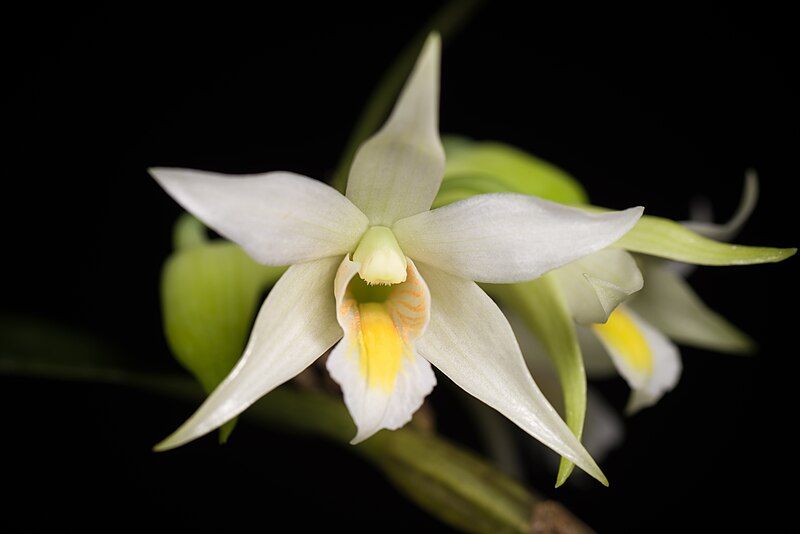 File:Dendrobium sutepense.jpeg