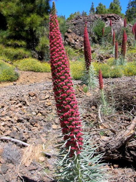 File:Echium wildpretii.jpg