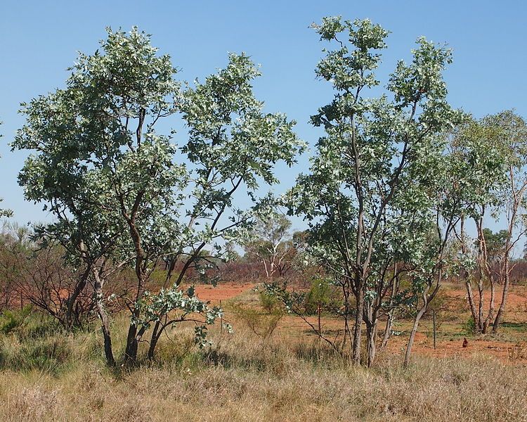 File:Eucalyptus pruinosa.jpg