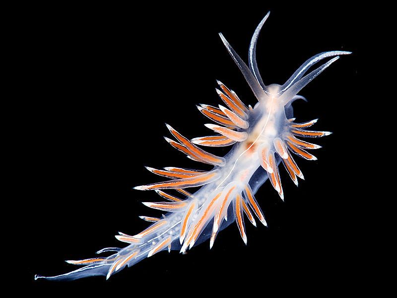 File:Flabellina-lineata.jpg