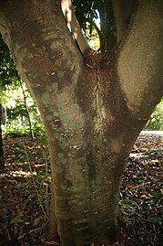 Trunk