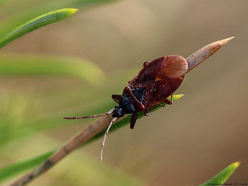 File:Gastrodes grossipes 01.JPG