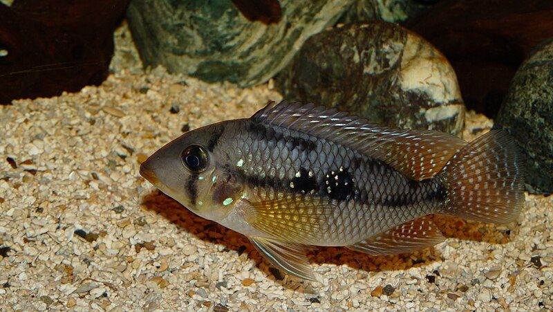 File:Geophagus brasiliensis.jpg