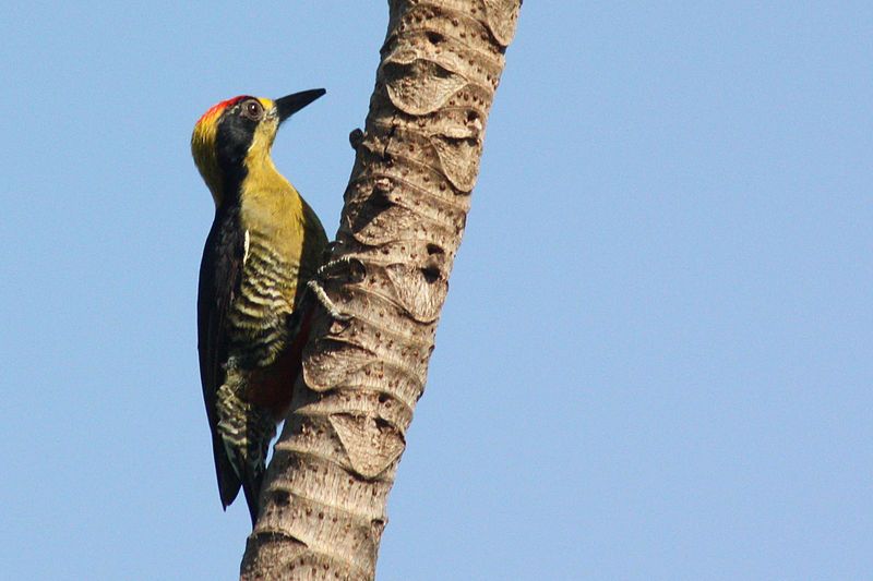 File:Golden-naped woodpecker.JPG