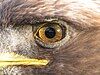 Eye of a Golden Eagle