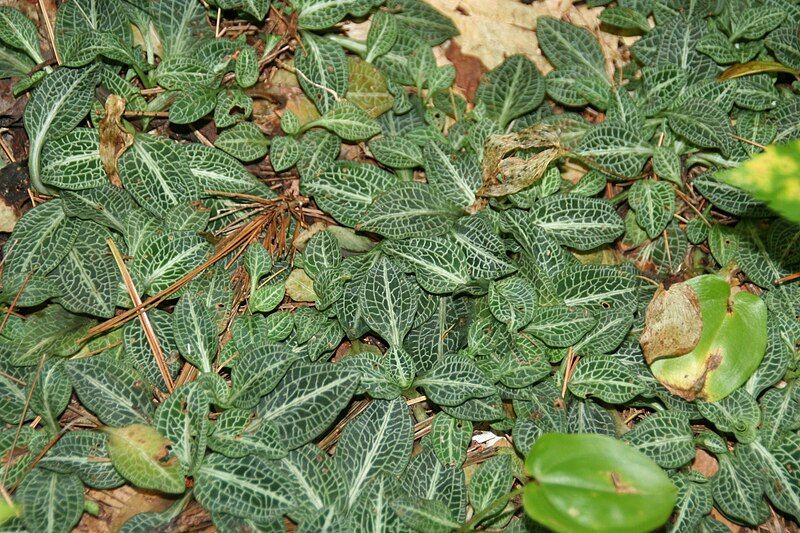 File:GoodyeraPubescens.jpg