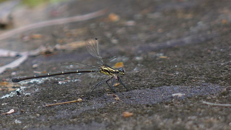 File:Grey-chested Flatwing (8061685993).jpg