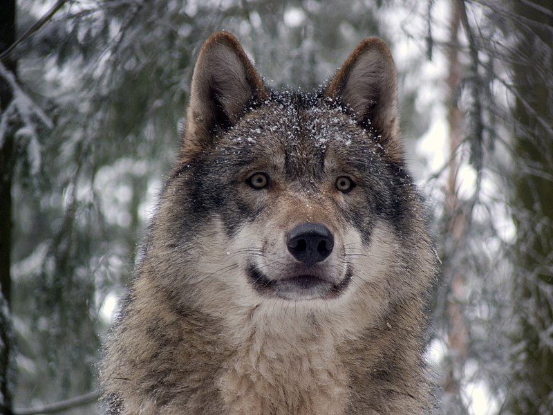 File:Grey wolf P1130270.jpg