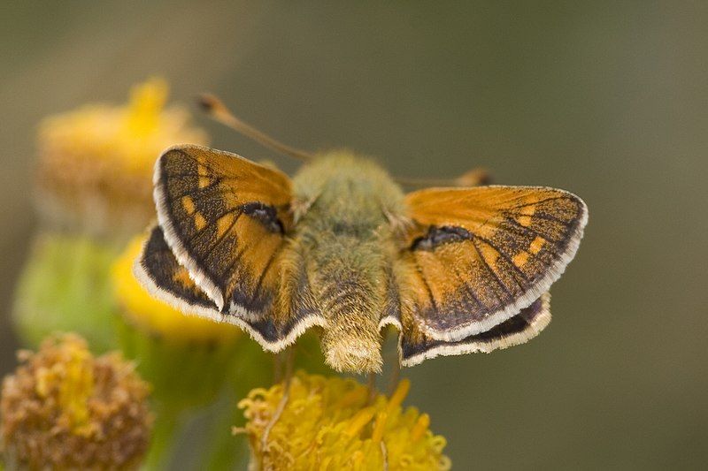 File:Hesperia comma-02 (xndr).jpg