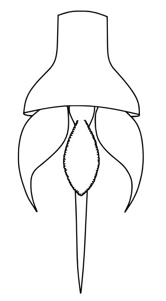 File:Holmipterus suecicus tail.svg