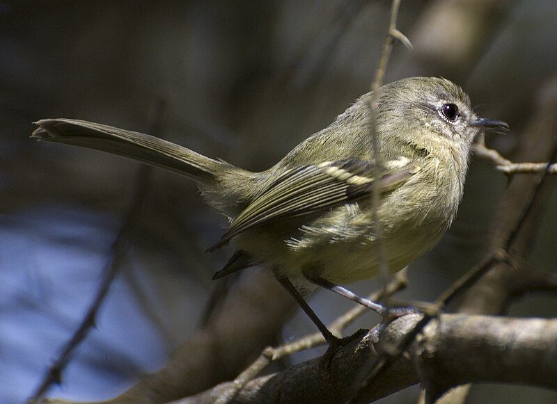 File:Igerito Phylloscartes ventralis.jpg