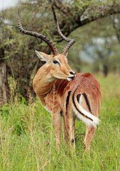 A grooming male at Serengeti National Park