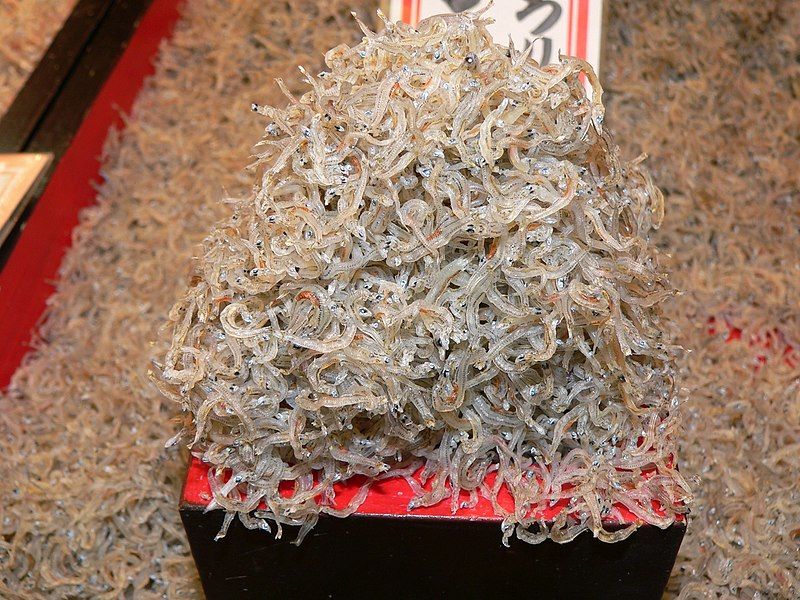 File:Japanese Whitebait.jpg